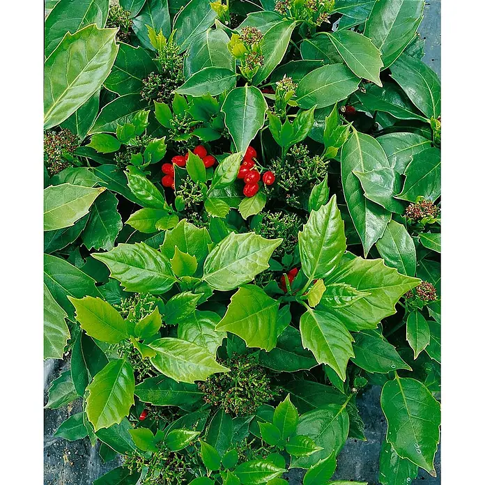 Pflanzen für dich Kirschlorbeer 60-80 cm - Aucuba japonica 'Rozannie', Aktuelle Wuchshöhe: 60 cm - 80 cm - Üppige Grünpflanze mit stacheligen Blättern und leuchtend roten Beeren, umgeben von kleinen grünen Knospen.