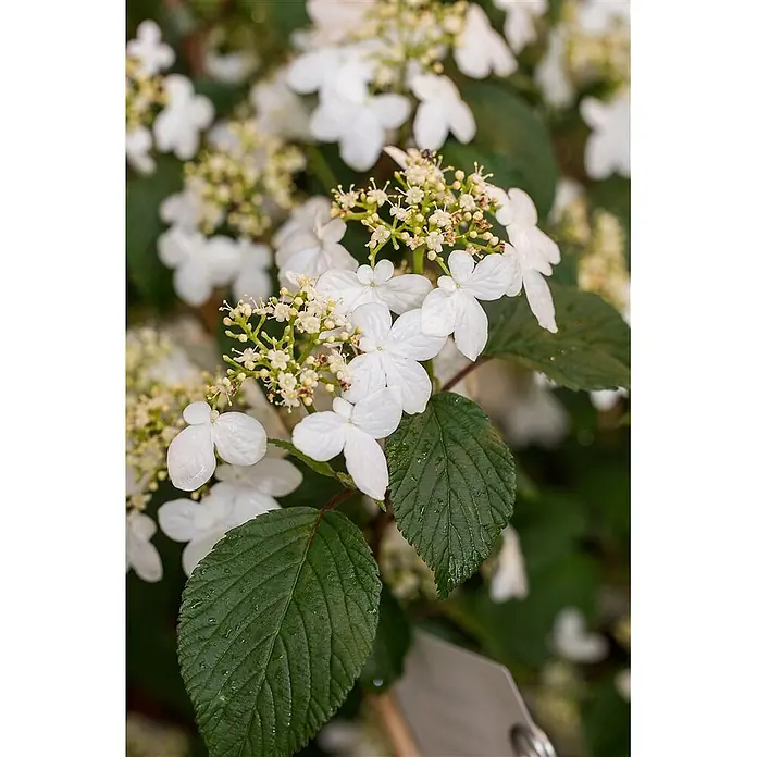 Pflanzen für dich Lorbeer-Schneeball 40-60 cm - Viburnum plicatum 'Kilimandjaro' - Nahaufnahme einer blühenden Pflanze mit Büscheln kleiner weißer Blüten und dunkelgrünen Blättern, teils mit Wassertropfen.