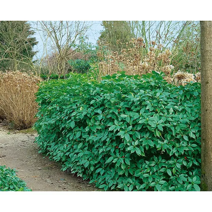 Pflanzen für dich Kirschlorbeer 60-80 cm - Aucuba japonica 'Rozannie', Aktuelle Wuchshöhe: 60 cm - 80 cm - Üppiger immergrüner Strauch mit roten Beeren, als dichte Hecke entlang eines Gartenwegs.