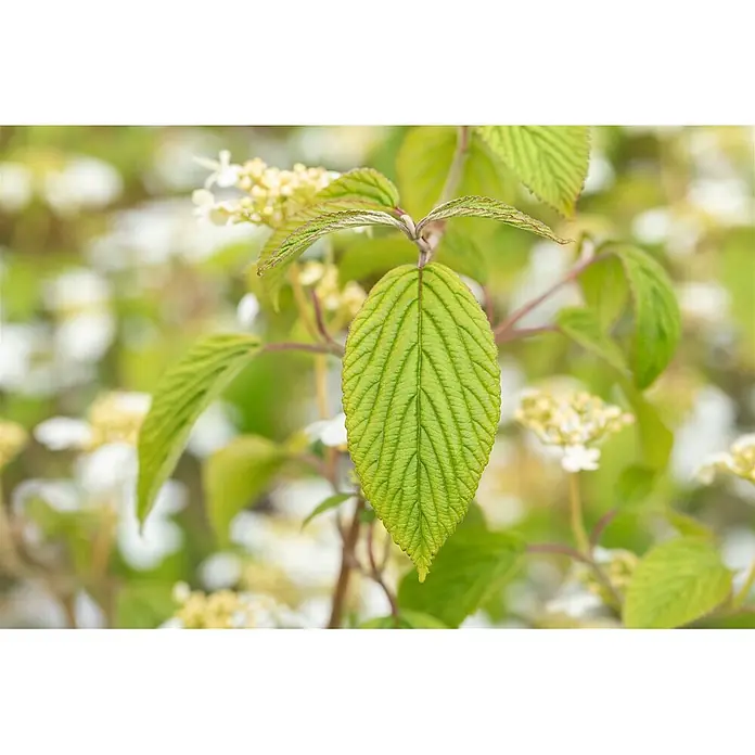 Pflanzen für dich Lorbeer-Schneeball 40-60 cm - Viburnum plicatum 'Kilimandjaro' - Detailliertes leuchtend grünes Blatt mit ausgeprägten Adern an einem Pflanzenstiel, umgeben von weißen und gelben Blüten.