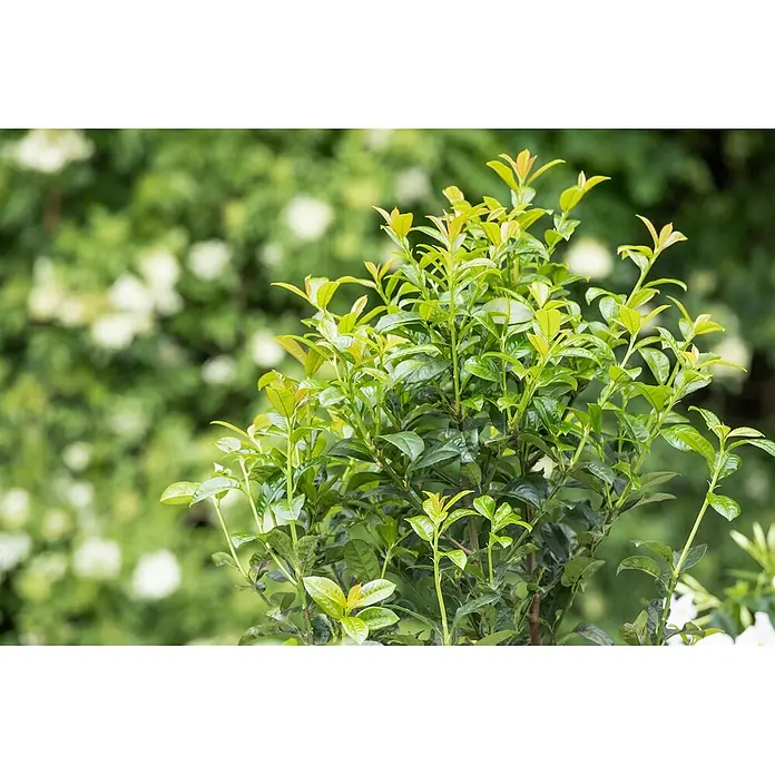 Pflanzen für dich Kirschlorbeer 100-125 cm - Prunus laurocerasus 'Ani', Aktuelle Wuchshöhe: 100 cm - 125 cm - Üppige grüne Pflanze mit leuchtend hellgrünen neuen Blättern, die gesundes Wachstum zeigen.