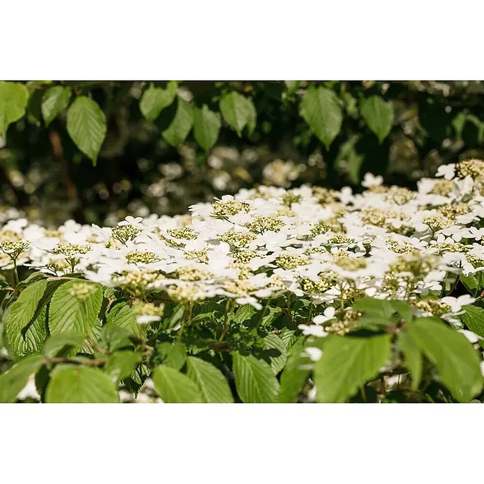 Pflanzen für dich Lorbeer-Schneeball 40-60 cm - Viburnum plicatum 'Kilimandjaro' - Weisse Blüten mit kleinen grünen Zentren an einem dichten grünen Strauch.
