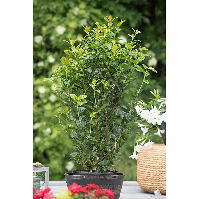 Pflanzen für dich Kirschlorbeer 100-125 cm - Prunus laurocerasus 'Ani', Aktuelle Wuchshöhe: 100 cm - 125 cm - Üppiger grüner Topfstrauch mit Neuaustrieb in dunklem, texturiertem Topf, für den Außenbereich.