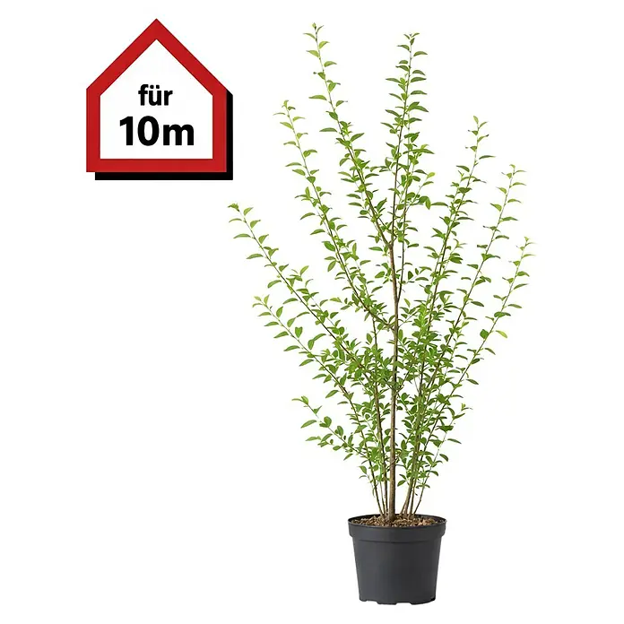 Piardino Liguster - 175 cm - 200 cm, Ligustrum ovalifolium, 20 Stk. - Junge Grünpflanze im schwarzen Topf mit rotem Haus-Symbol 'für 10m'.