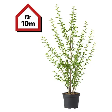weeping fig plant Ficus Exotica Spiral | Weeping Fig | Ficus Benjamina