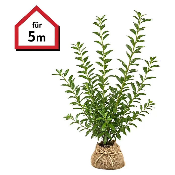 Piardino Kirschlorbeer Novita - 100 cm - 125 cm, Prunus laurocerasus  'Novita', 10 Stk. online kaufen bei BAUHAUS