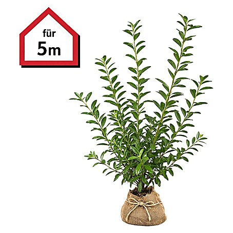 kirschlorbeer für hecke kaufen Kirschlorbeer 'Rotundifolia' kaufen – Sichtschutzhecke main image 0