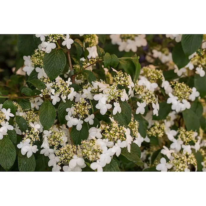 Pflanzen für dich Lorbeer-Schneeball 40-60 cm - Viburnum plicatum 'Kilimandjaro' - Blühende Pflanze mit weißen Blüten und grünen Blättern.