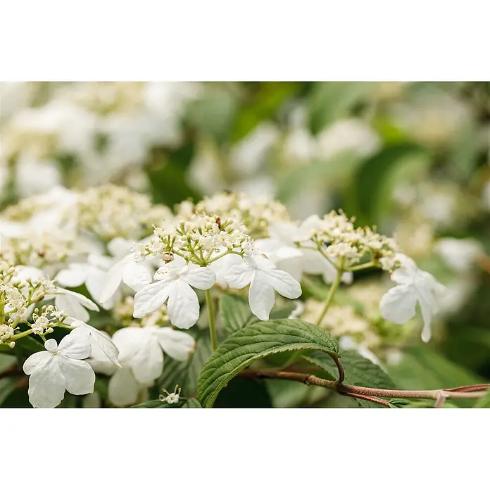 Pflanzen für dich Lorbeer-Schneeball 40-60 cm - Viburnum plicatum 'Kilimandjaro' - Nahaufnahme von weißen, fünffach gelappten Blüten mit kleinen gelblich-weißen Blütchen und grünen Blättern an einer Pflanze.