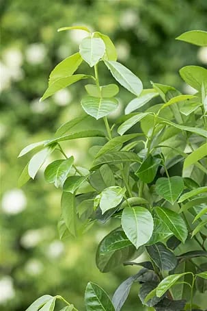 Pflanzen fr dich Kirschlorbeer 40-60 cm online kaufen bei BAUHAUS