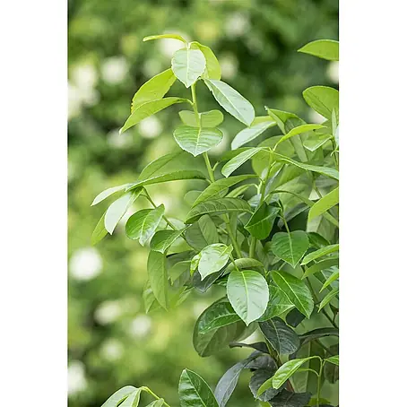 Pflanzen für dich  Kirschlorbeer 60-80 cm