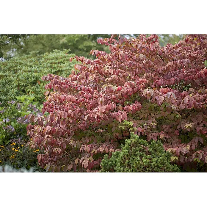 Pflanzen für dich Lorbeer-Schneeball 100-125 cm - Viburnum plicatum 'Mariesii' - Gartenstrauch mit leuchtend rot-violetten Herbstblättern und kleinen weißen Blüten, umgeben von grünen Pflanzen.