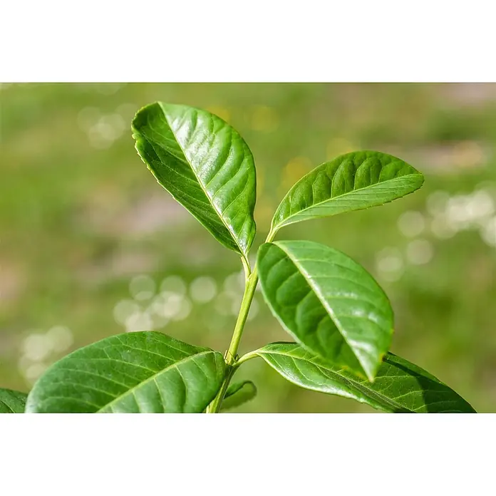 Pflanzen für dich Kirschlorbeer 100-125 cm - Prunus laurocerasus 'Ani', Aktuelle Wuchshöhe: 100 cm - 125 cm - Nahaufnahme von leuchtend grünen Blättern mit sichtbaren Adern an einem Stiel.