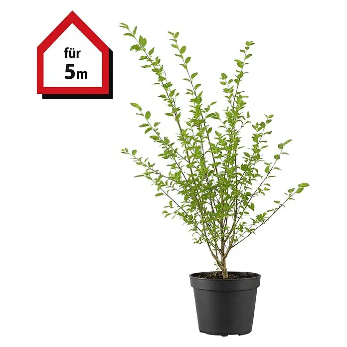 Piardino Liguster - 100 cm - 125 cm, Ligustrum ovalifolium, 15 Stk. - Grüne Topfpflanze in schwarzem Topf, mit rotem hausförmigem Etikett 'für 5m'.