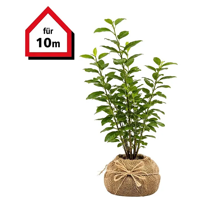 white philodendron Philodendron 'White Princess' | Indoor Plant | Tropical Plant | Potted  Plant main image 1