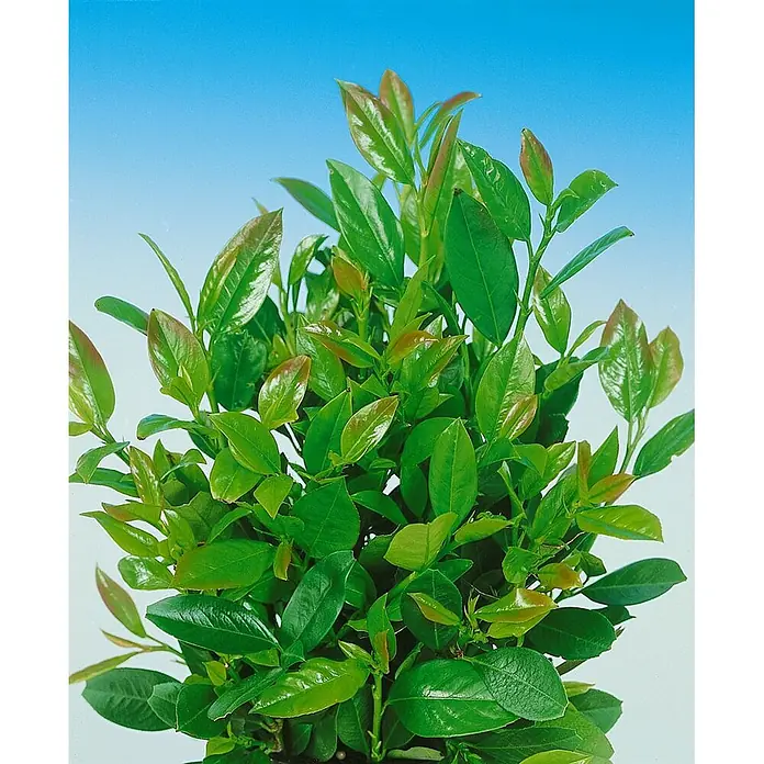 Pflanzen für dich Kirschlorbeer 60-80 cm - Prunus laurocerasus 'Kleopatra', Aktuelle Wuchshöhe: 60 cm - 80 cm - Üppige grüne Pflanze mit vielen glänzenden Blättern und rötlichem Neuaustrieb.