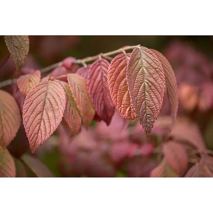 Pflanzen für dich Lorbeer-Schneeball 100-125 cm - Viburnum plicatum 'Mariesii' - Rötlich-rosa Blätter mit sichtbaren Adern an einem Ast.