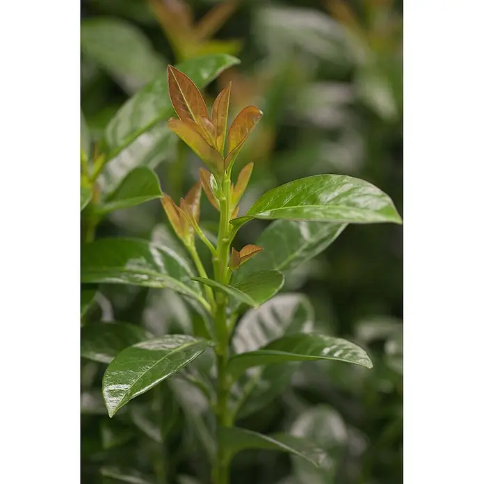 Pflanzen für dich Kirschlorbeer 60-80 cm - Prunus laurocerasus 'Kleopatra', Aktuelle Wuchshöhe: 60 cm - 80 cm - Pflanze mit glänzenden grünen Blättern und rötlich-braunem Neuaustrieb.