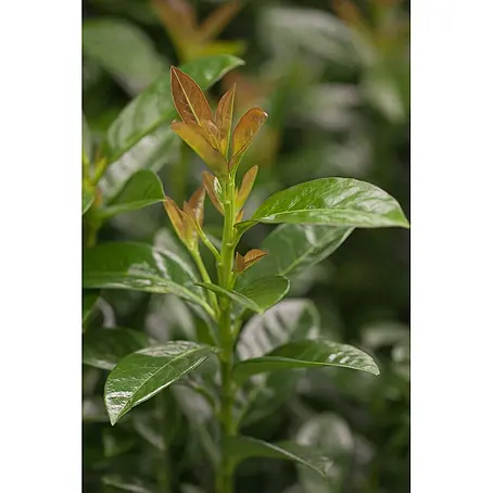 Pflanzen für dich  Kirschlorbeer 60-80 cm