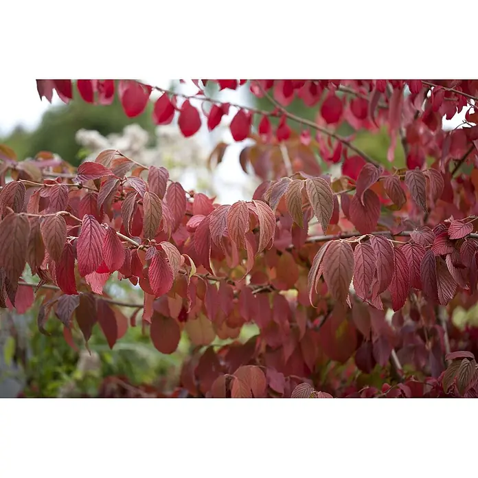 Pflanzen für dich Lorbeer-Schneeball 100-125 cm - Viburnum plicatum 'Mariesii' - Lebendige rotbraune Blätter an einem Strauch, die reiche Herbstfarben zeigen.