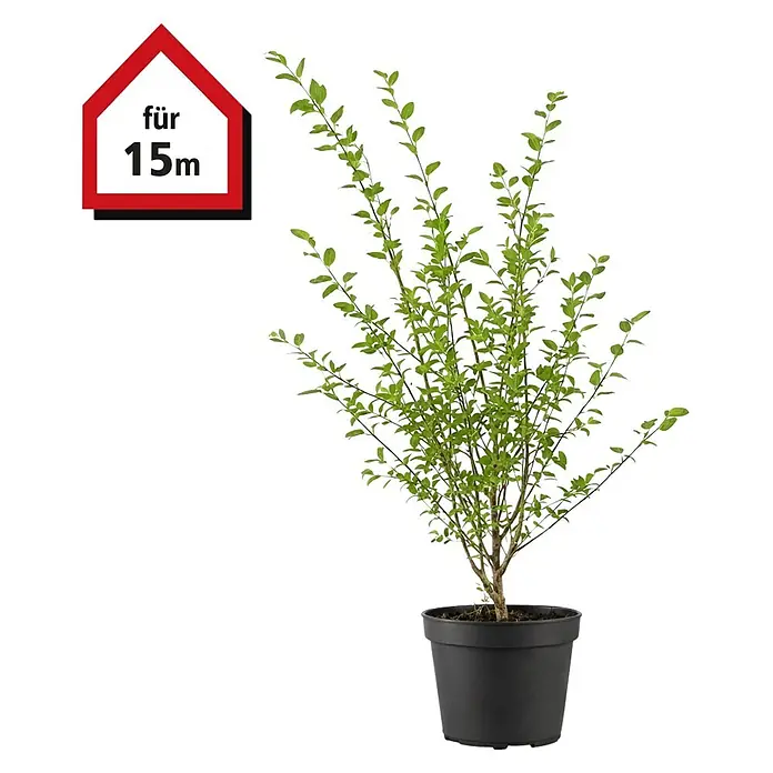 Piardino Liguster - 100 cm - 125 cm, Ligustrum ovalifolium, 45 Stk. - Grüne Topfpflanze in schwarzem Topf. Rotes Hausschild mit 'für 15m'.