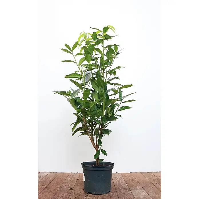 Pflanzen für dich Kirschlorbeer 40-60 cm - Prunus laurocerasus 'Genolia', Aktuelle Wuchshöhe: 40 cm - 60 cm - Eine kräftig grüne Pflanze in einem dunklen Topf.