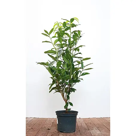Pflanzen für dich  Kirschlorbeer 40-60 cm