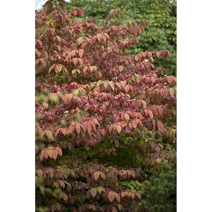 Pflanzen für dich Lorbeer-Schneeball 100-125 cm - Viburnum plicatum 'Mariesii' - Strauch mit rotbraunen Herbstblättern.