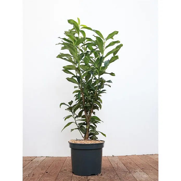 Pflanzen für dich Kirschlorbeer Kirschlorbeer - Prunus laurocerasus 'Genolia', Aktuelle Wuchshöhe: 80 cm - 100 cm - Hohe, belaubte Grünpflanze in einem dunkelgrauen Topf.