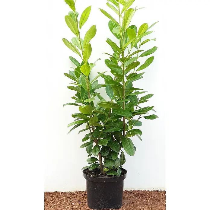 Pflanzen für dich Kirschlorbeer 80-100 cm - Prunus laurocerasus 'Novita', Aktuelle Wuchshöhe: 80 cm - 100 cm - Grüne Pflanze mit üppigen Blättern in einem schwarzen Topf.