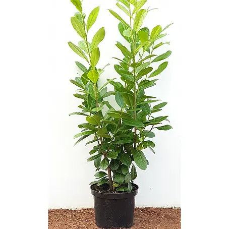 Pflanzen für dich  Kirschlorbeer 80-100 cm