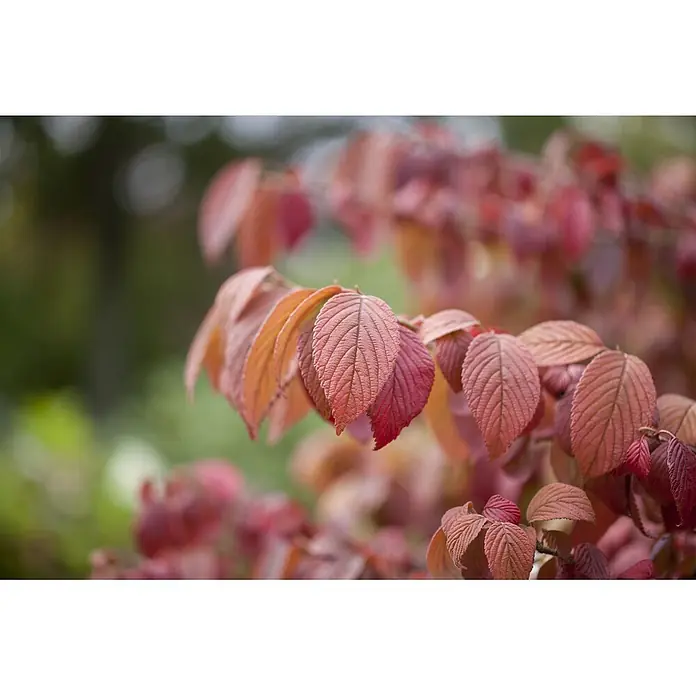 Pflanzen für dich Lorbeer-Schneeball 100-125 cm - Viburnum plicatum 'Mariesii' - Zweig mit leuchtend rot-orangen Herbstblättern, detaillierten Adern.