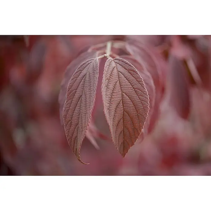 Pflanzen für dich Lorbeer-Schneeball 100-125 cm - Viburnum plicatum 'Mariesii' - Nahaufnahme von zwei tiefroten Blättern mit sichtbaren Adern und flaumigen Rändern, vor verschwommenem rotem Laub.