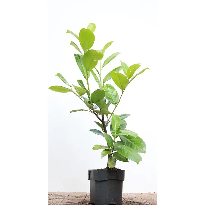 Pflanzen für dich Kirschlorbeer 40-60 cm - Prunus laurocerasus 'Rotundifolia', Aktuelle Wuchshöhe: 40 cm - 60 cm - Grüne Pflanze mit zahlreichen Blättern in einem schwarzen Topf.