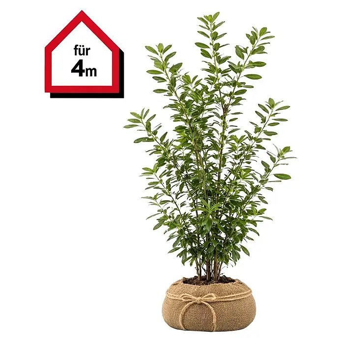 Piardino Kirschlorbeer Novita - 200 cm - 225 cm, Prunus laurocerasus 'Novita',  8 Stk. online kaufen bei BAUHAUS