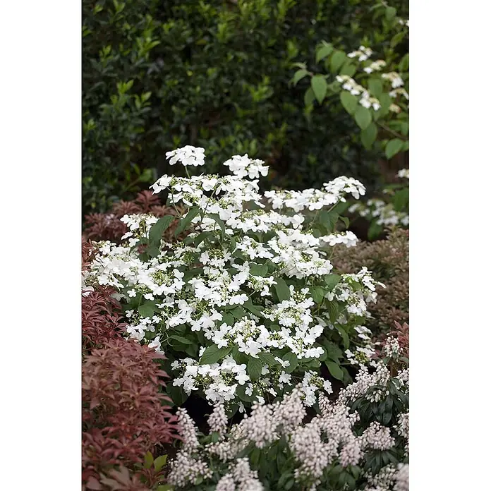 Pflanzen für dich Lorbeer-Schneeball 125-150 cm - Viburnum plicatum 'Watanabe' - Dichter Strauch mit zahlreichen weißen Tellerblüten und grünen Blättern in einem vielfältigen Garten.