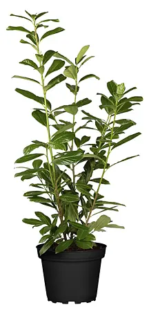 monstera mit moosstab Monstera am Moosstab – ruuds main image 0