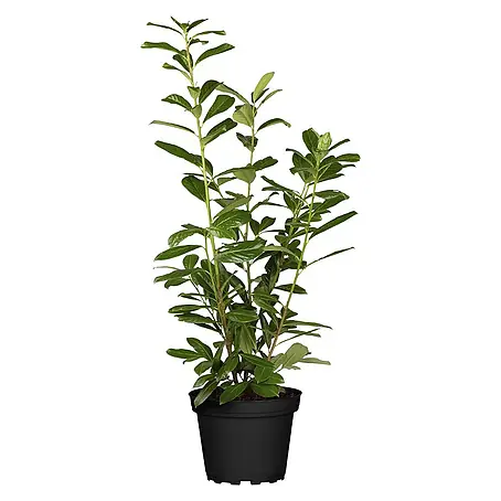Pflanzen für dich  Kirschlorbeer 60-80 cm