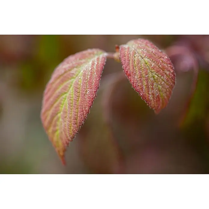 Pflanzen für dich Lorbeer-Schneeball 125-150 cm - Viburnum plicatum 'Watanabe' - Zwei flaumige Blätter mit rötlich-rosa Oberflächen, grünen Adern und kleinen, glitzernden Wassertröpfchen.