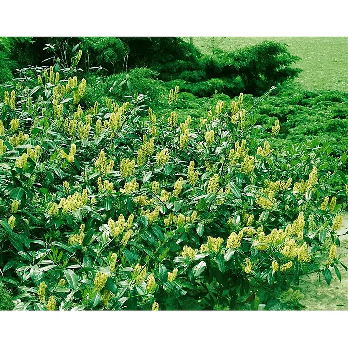 Pflanzen für dich Kirschlorbeer 40-60 cm - Prunus laurocerasus 'Titan', Aktuelle Wuchshöhe: 40 cm - 60 cm - Grüner Strauch mit zahlreichen gelb-grünen Blütenähren in einer üppigen Gartenumgebung.
