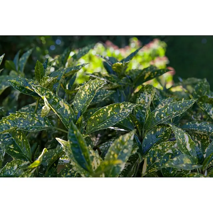 Pflanzen für dich Glanzmispel 10-15 cm - Aucuba japonica 'Crotonifolia' - Nahaufnahme grüner Pflanzenblätter mit gelben Sprenkeln, die lebhaft panaschiertes Laub zeigen.