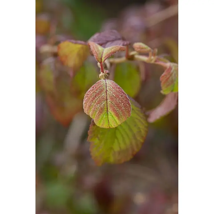 Pflanzen für dich Lorbeer-Schneeball 125-150 cm - Viburnum plicatum 'Watanabe' - Nahaufnahme von rot-grünen Blättern mit feinen, glänzenden Partikeln, natürlicher Farbverlauf.