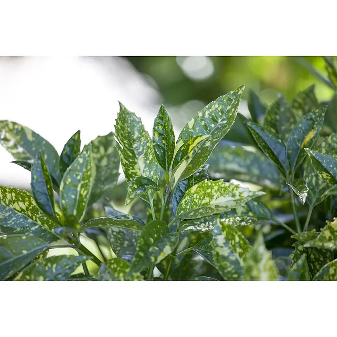 Pflanzen für dich Glanzmispel 10-15 cm - Aucuba japonica 'Crotonifolia' - Lebhafte grüne Blätter mit gelber Panaschierung.
