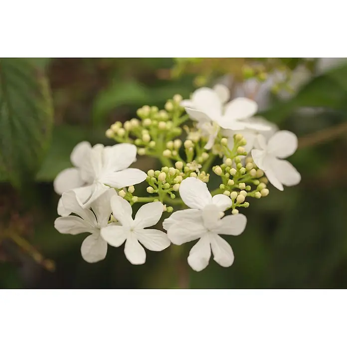 Pflanzen für dich Lorbeer-Schneeball 125-150 cm - Viburnum plicatum 'Watanabe' - Nahaufnahme von weißen Blüten mit fünf Blütenblättern, umgeben von zahlreichen grünen Blumenknospen.