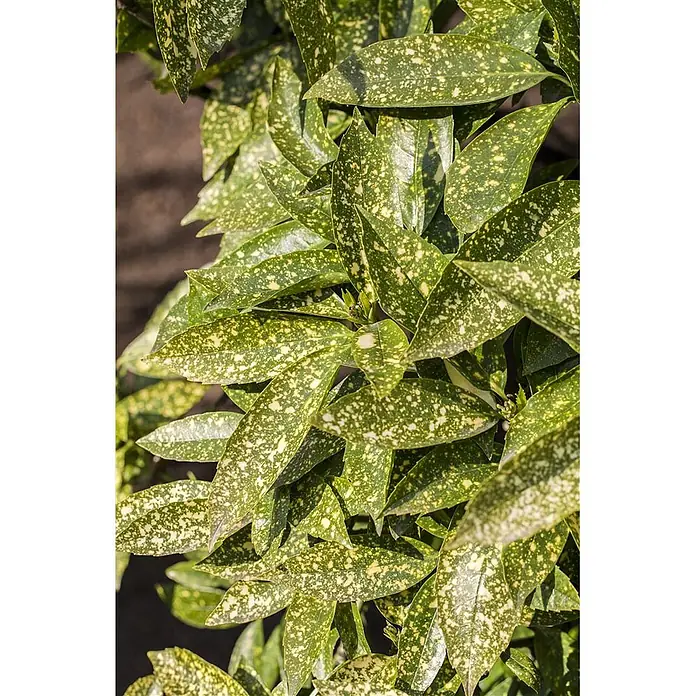 Pflanzen für dich Kirschlorbeer 9x9 cm Topf - Aucuba japonica - Nahaufnahme von grünen Aucuba japonica-Blättern mit markanten gelben Sprenkeln.