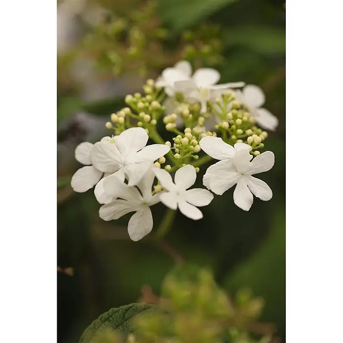 Pflanzen für dich Lorbeer-Schneeball 125-150 cm - Viburnum plicatum 'Watanabe' - Weiße, fünfflügelige Blüten in einer Gruppe mit kleinen grünen Knospen.