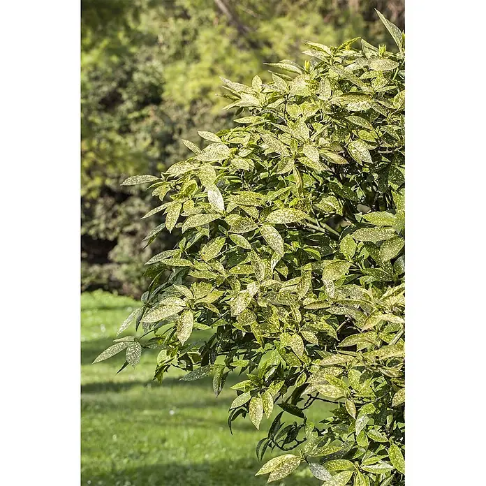 Pflanzen für dich Kirschlorbeer 9x9 cm Topf - Aucuba japonica - Üppige Grünpflanze mit panaschierten Blättern, mit hellgrünen und gelben Sprenkeln.