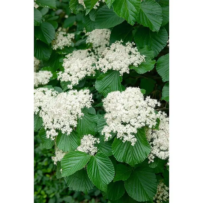 Pflanzen für dich Lorbeer-Schneeball 40-60 cm - Viburnum dilatatum 'Cardinal Candy' - Üppiges grünes Laub mit Dolden kleiner weißer Blüten.