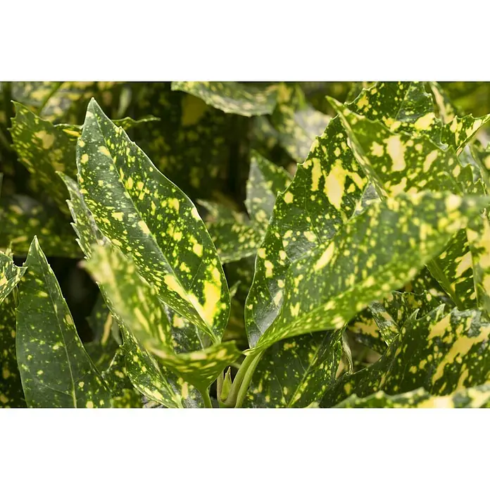 Pflanzen für dich Kirschlorbeer 9x9 cm Topf - Aucuba japonica - Nahaufnahme leuchtend grüner Blätter mit unregelmäßigen gelben Flecken, die natürliche Panaschierung zeigen.