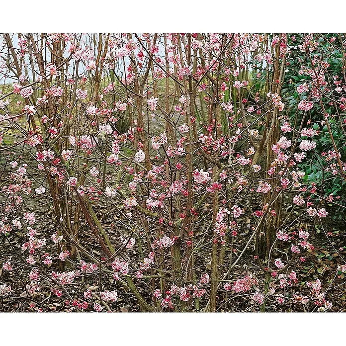 Pflanzen für dich Lorbeer-Schneeball Duft-Schneeball - Viburnum bodnantense 'Dawn' - Winterblühender Strauch mit zarten rosa Blüten an kahlen Ästen.